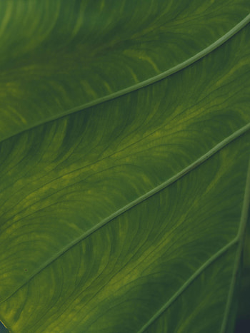 Plant, Macro, Sheet, Leaf, Veins HD phone wallpaper