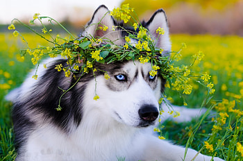Siberian Husky Dog, siberian-husky, animals, dog HD wallpaper