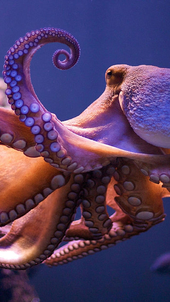 Octopus, Amazing Animal, Ocean, Sea HD phone wallpaper
