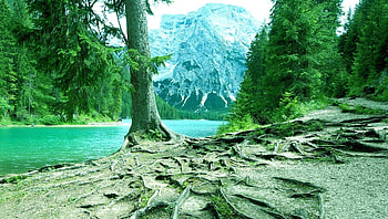 Lago di Braies, nature, harmony, lake, tree HD wallpaper
