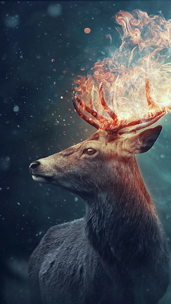Reindeer, Deer, , Animals HD phone wallpaper