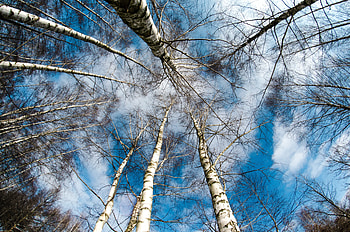 Nature, Trees, Sky, Vertex, Tops HD wallpaper