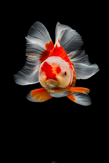 Gold Fish, Nature, Chinese goldfish, Tsubaki HD phone wallpaper