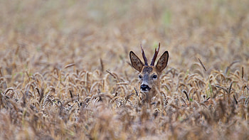 Roebuck, animal, field, deer HD wallpaper