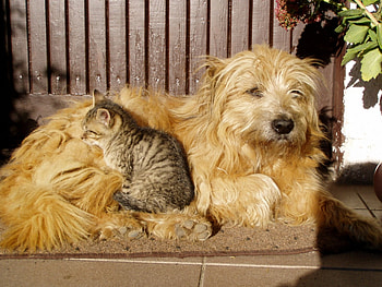 Together in the SunShine, backyard, sunshine, dogs, cats, garden, front porch, animals, love, friendship, friends, forever, together HD wallpaper