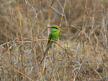 Green Bee Eater, weeds, bird, green, eater HD wallpaper