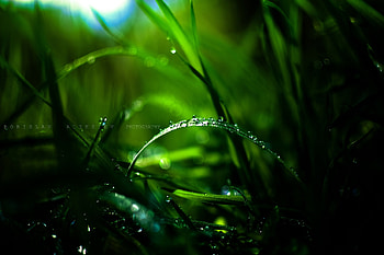 Drops of water, Green, Bokeh, Drops, Grass, Macro HD wallpaper
