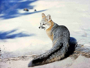 Fox, cool, beautiful HD wallpaper