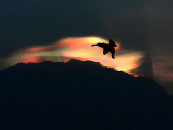 Fire Hunt, bird, flight, hunt, fire, sunset HD wallpaper