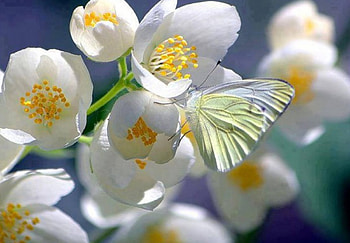 Butterfly on Flowers, animal, insects, flowers, butterfly HD wallpaper