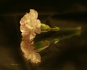 Carnation, digital, reflection, art, flower, nature HD wallpaper