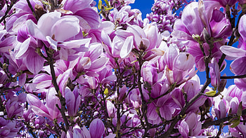 Magnolia flowers, blossom, Pink nature, Beautiful spring HD wallpaper