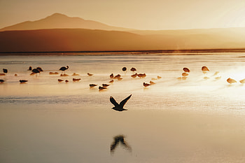 Birds Seashore , birds, seashore, nature HD wallpaper