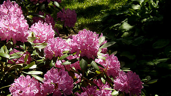 pink gems, pink, spring, green, flower HD wallpaper