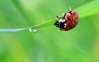 Grass, Summer, Macro, Drop, Ladybug, Ladybird HD wallpaper
