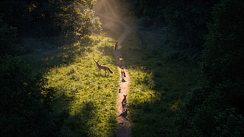 Sunlit Deer Trail —, Forest, Sunlight, Wildlife HD wallpaper