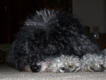 sleeping puppy, dog, puppy, poodle, black and white, parti-mix, sleeping dog HD wallpaper