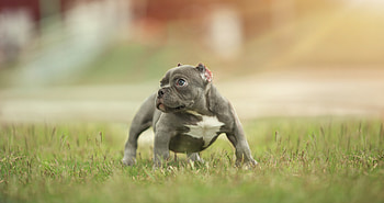 Dog, outdoor, pit bull HD wallpaper