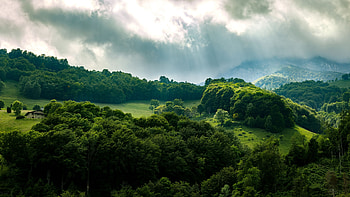 Green Forest Trees Rays HD wallpaper
