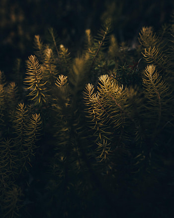 Needle, Macro, Wood, Tree, Branches HD phone wallpaper