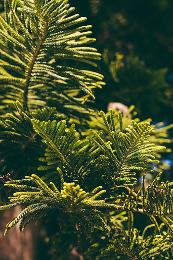 Macro, Plant, Branches, Needles, Thuja HD phone wallpaper