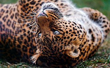 Animals, Leopard, Muzzle, Predator, Tumble, Somersault HD wallpaper