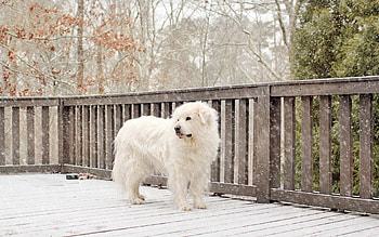 Animals, Snow, Dog, Fence, Worth HD wallpaper