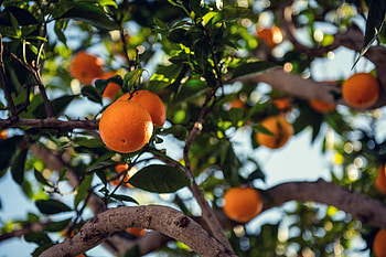 Food, Wood, Tree, Branch, Fruit HD wallpaper