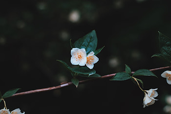 Flowers, Macro, Petals, Close-Up, Branch HD wallpaper