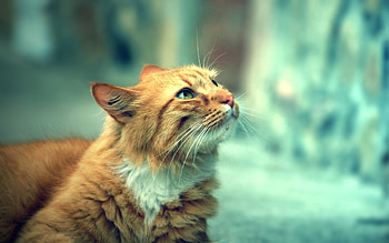 Animals, Cat, Fluffy, Muzzle, Calmness, Tranquillity, Charming HD wallpaper
