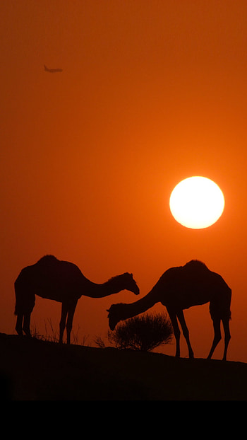 Sunset charm, , Camel silhouette HD phone wallpaper