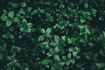 Dense cluster of vibrant green mint plants offering a rich nature background. HD wallpaper