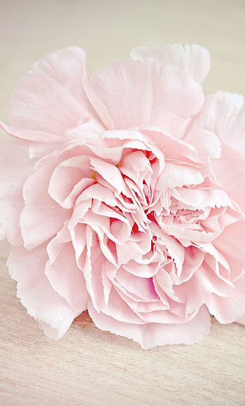 Pink flower carnation, Blossom, 6 HD phone wallpaper