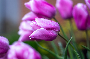Drops, pink tulips, bloom HD wallpaper