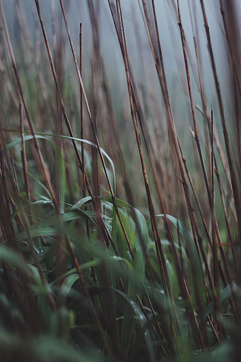 Grass, Macro, Dry, Dew, Cane, Stems, Reed HD phone wallpaper