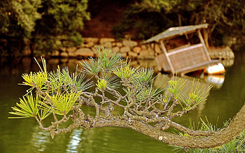 Nature, Needle, Lake, Conifers, Coniferous, Branch, Raft HD wallpaper