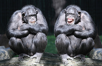 bonobo , Background HD wallpaper