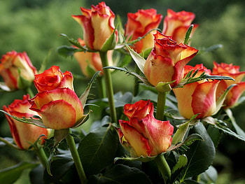 Flowers, Roses, Close-Up, Bouquet, Buds HD wallpaper