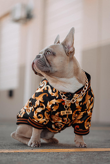Animals, Dog, Pet, Collar, Chain, French Bulldog HD phone wallpaper