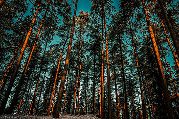 Nature, Trees, Forest, Shadow HD wallpaper