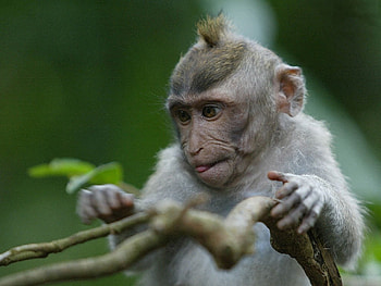 LITTLE MONKEY!, other, monkey, abstract, animals HD wallpaper