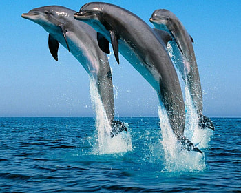 look how high we can go, walking on water, what a view HD wallpaper