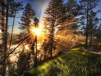 Landscape, Trees, Sun, Pine HD wallpaper