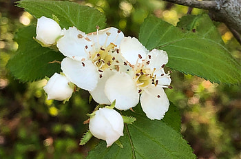 Blossom, Hawthorn Tree HD wallpaper
