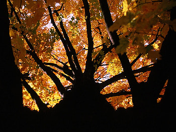 Autumn sunset tree, season, autumn, nature, sunset, tree HD wallpaper
