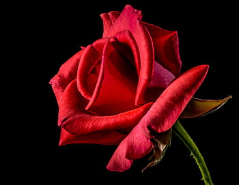 A striking close-up shot of a red rose with vivid petals against a black backdrop. HD wallpaper