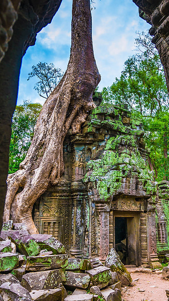 Ta Prohm, Temple, Angkor Wat, Cambodia HD phone wallpaper