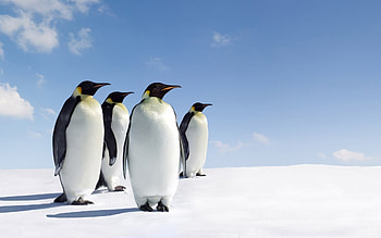 Penguin sub-gallery, Captivating cuteness, Arctic inhabitants HD wallpaper