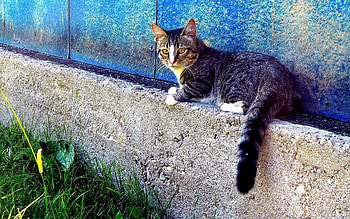 Animals, Sit, Cat, Striped, Fence HD wallpaper