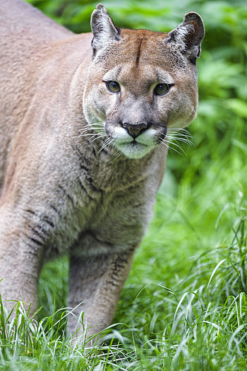 Animals, Grass, Puma, Predator, Big Cat HD phone wallpaper
